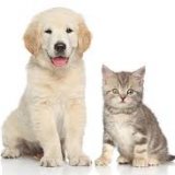 Os pets e o Bem-Estar